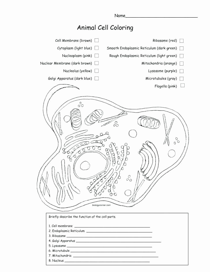 Printable Cell Worksheets Unique Membrane Structure and Function Worksheet Cell Membrane