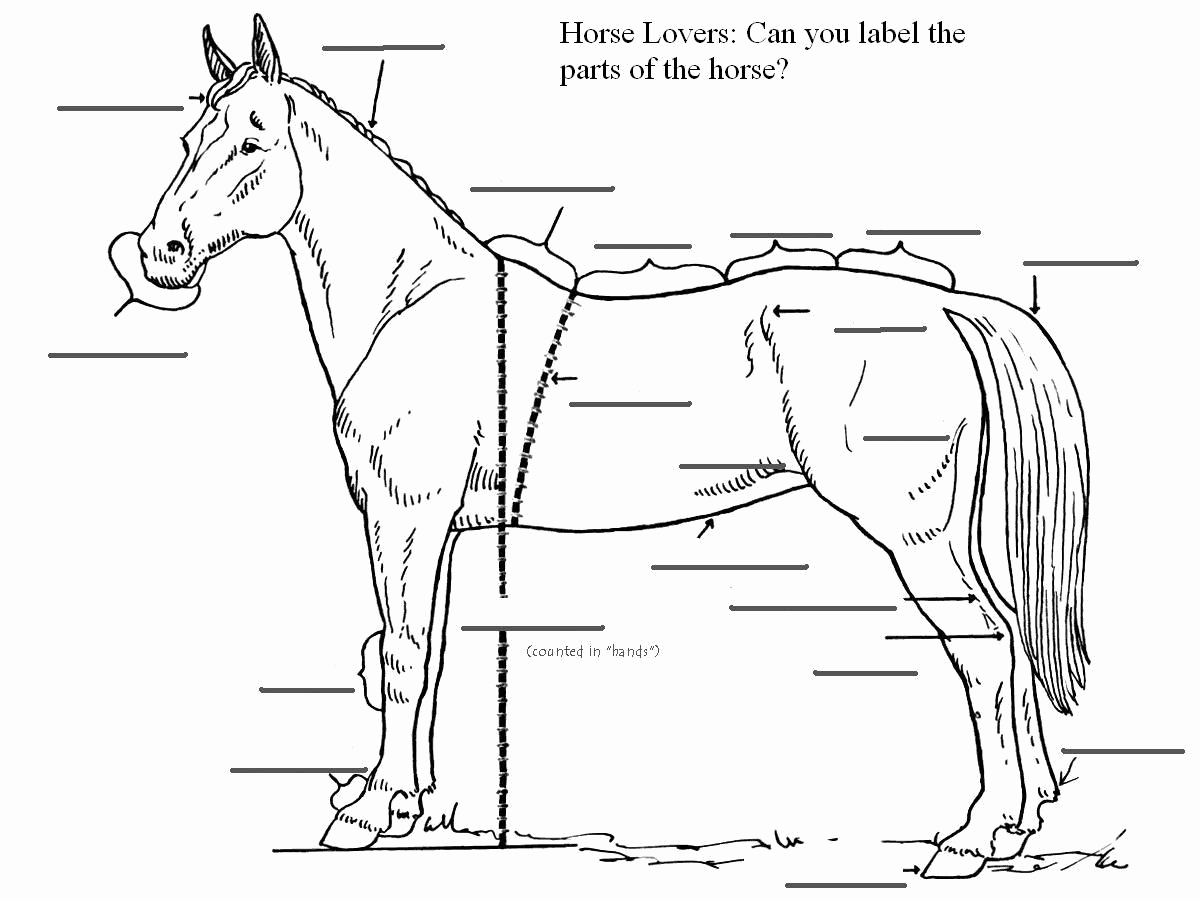 Printable Horse Anatomy Worksheets Awesome Free Printable Horse Anatomy Worksheets thekidsworksheet