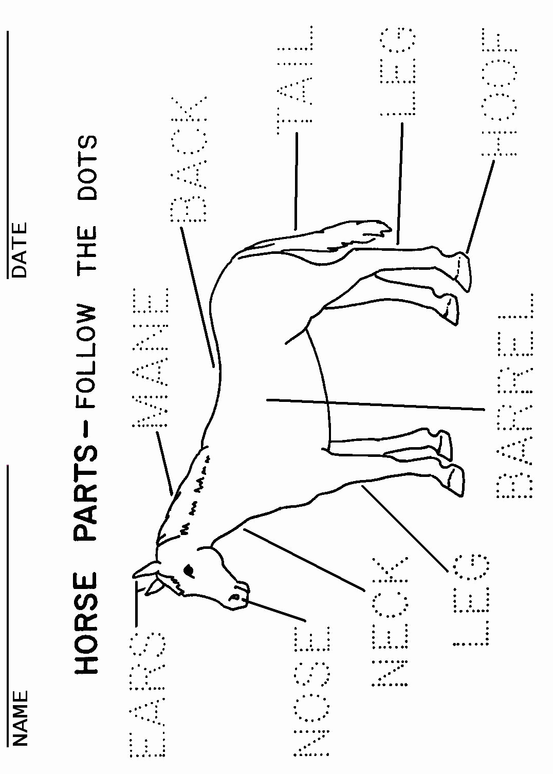 Printable Horse Anatomy Worksheets Awesome Illustrations &amp; Handouts
