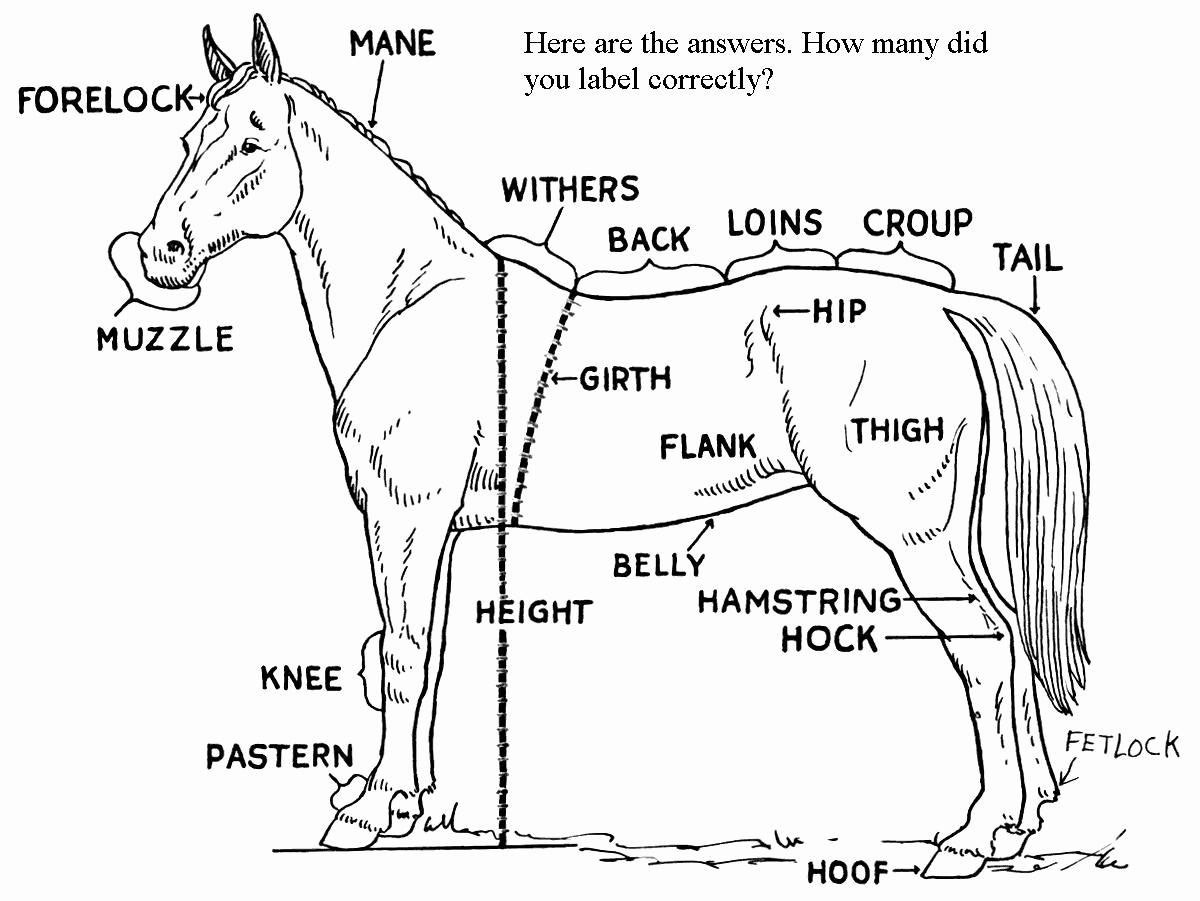 Printable Horse Anatomy Worksheets Awesome the Mane Point Can You Label the Parts Of A Horse