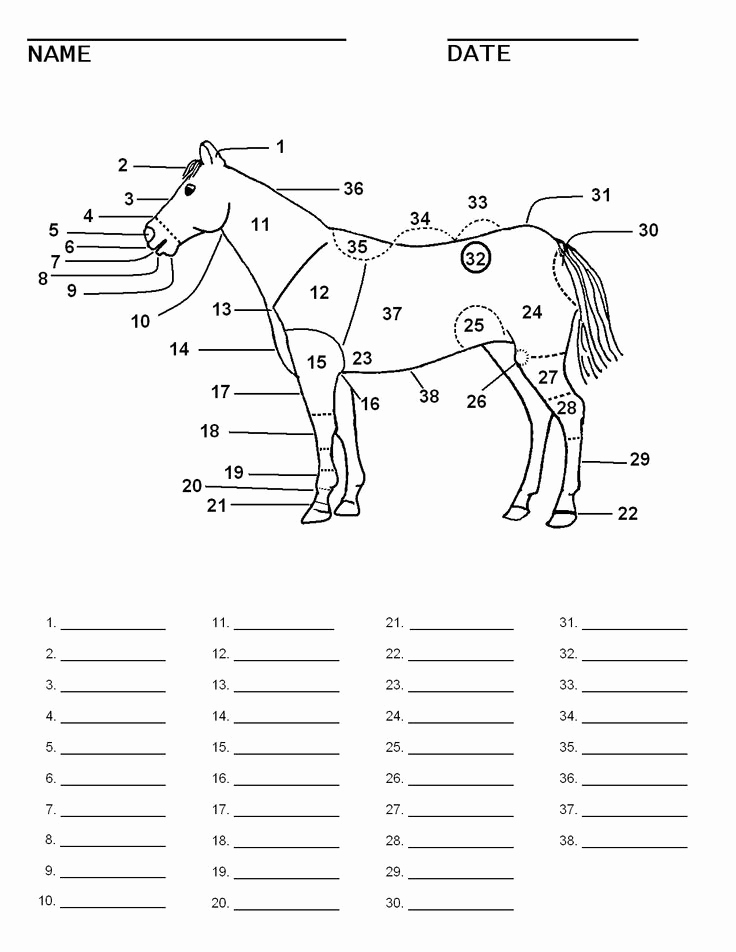 Printable Horse Anatomy Worksheets Beautiful Delicate Horse Worksheets Printable