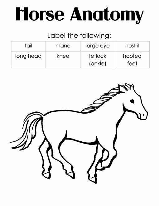 Printable Horse Anatomy Worksheets Beautiful Printable Horse Anatomy Worksheets Pin Pravovne Listy