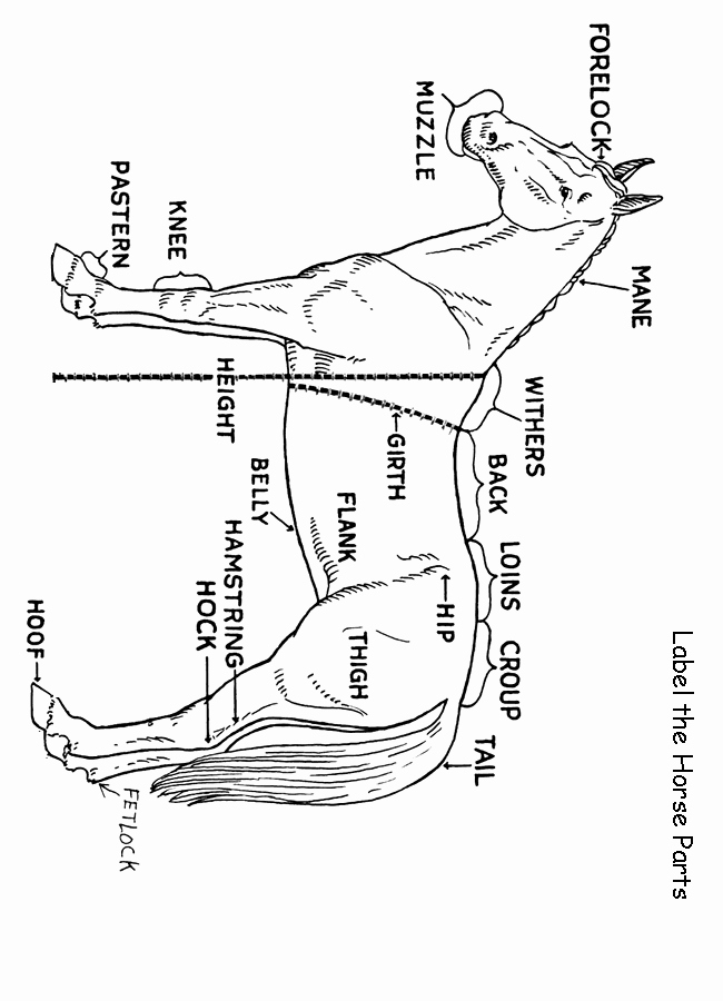 Printable Horse Anatomy Worksheets Elegant Science Worksheets