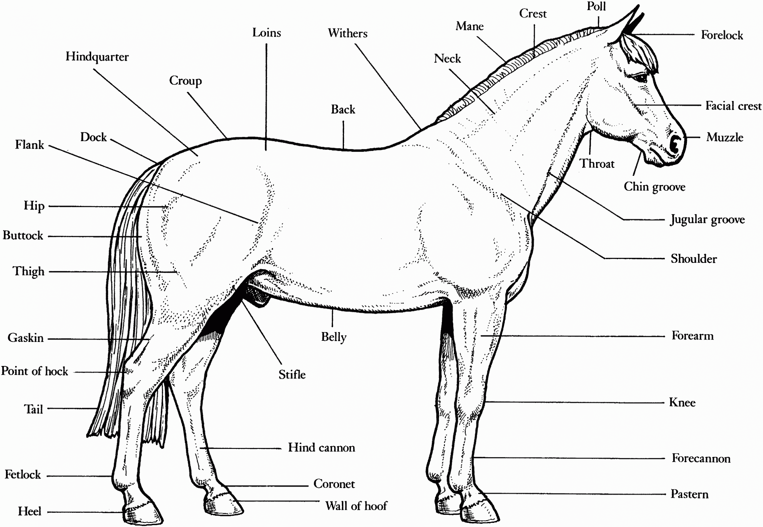 Printable Horse Anatomy Worksheets Inspirational Free Horse Unit Study Resources