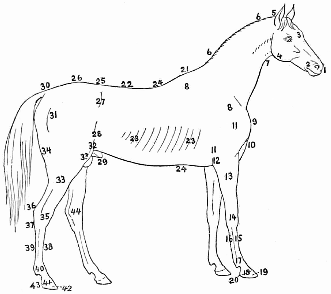 Printable Horse Anatomy Worksheets Lovely Horse Anatomy Worksheet