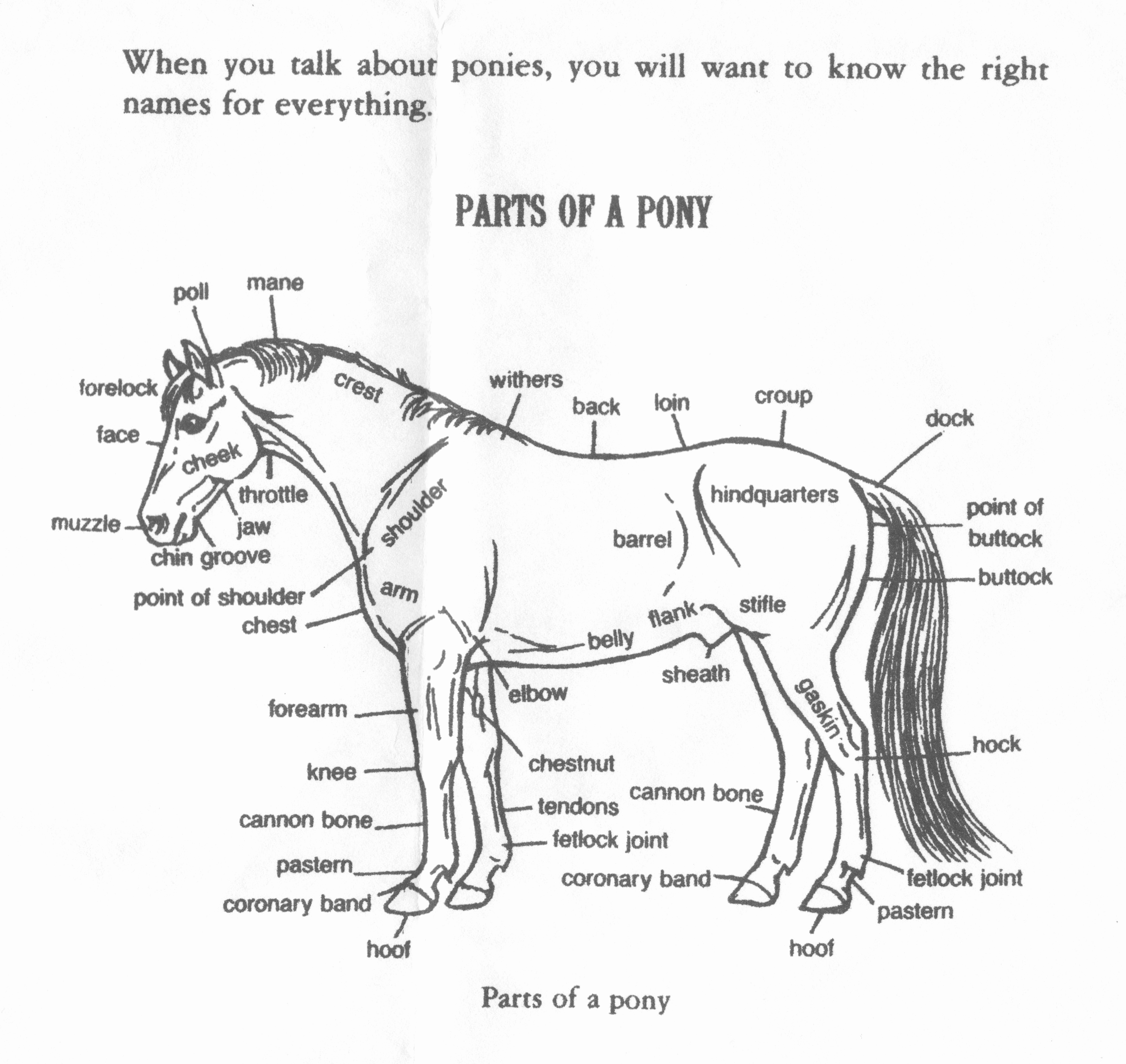 Printable Horse Anatomy Worksheets Luxury 32 Parts the Horse Worksheet Worksheet Project List