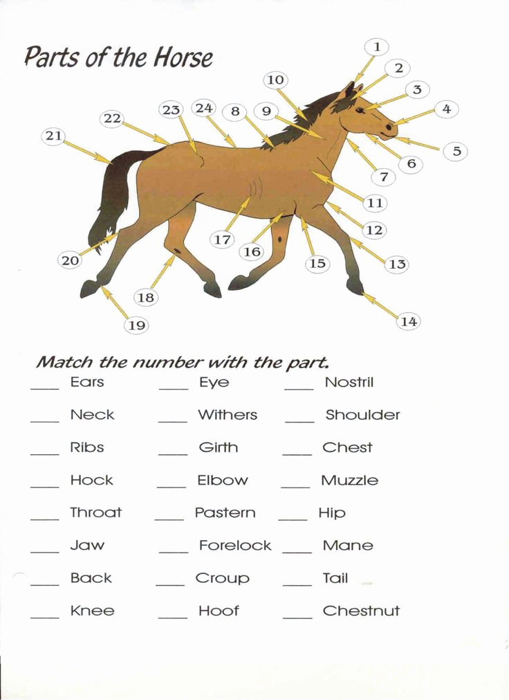 Printable Horse Anatomy Worksheets New 32 Parts the Horse Worksheet Worksheet Project List