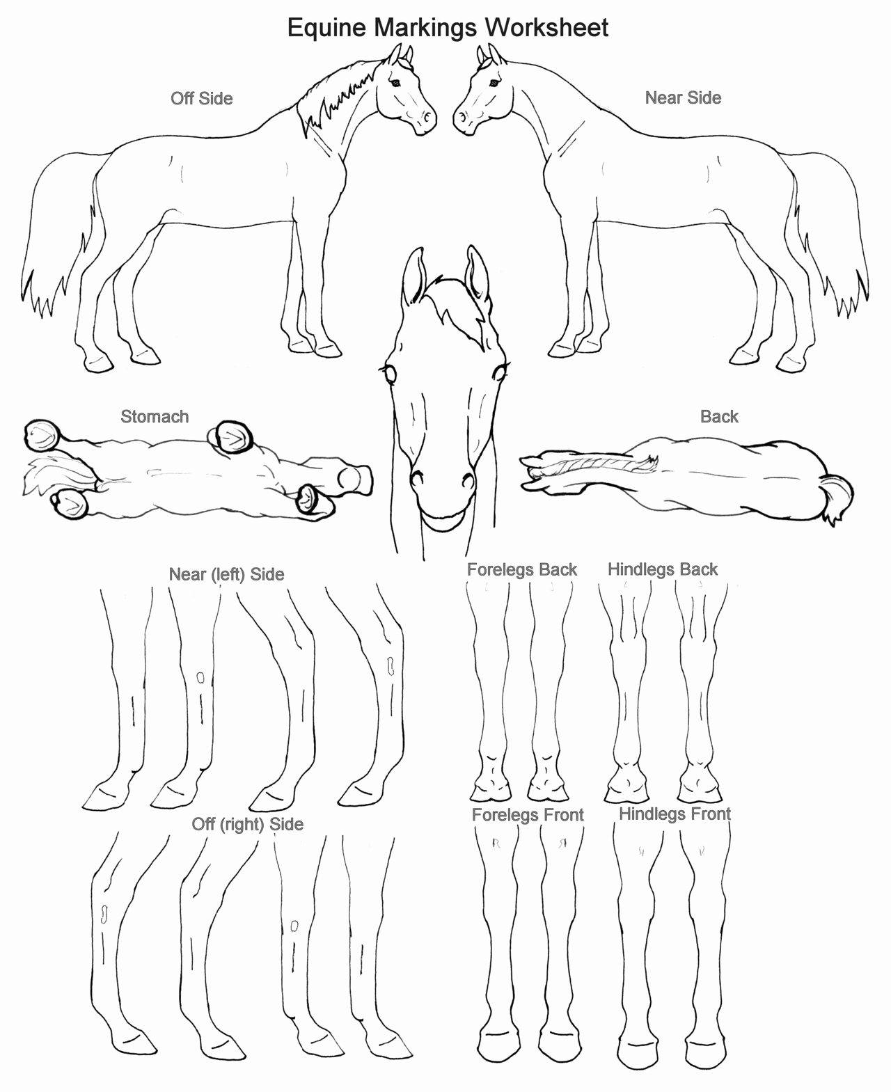 Printable Horse Anatomy Worksheets Unique 15 Best Of Horse Anatomy Worksheets Blank Horse