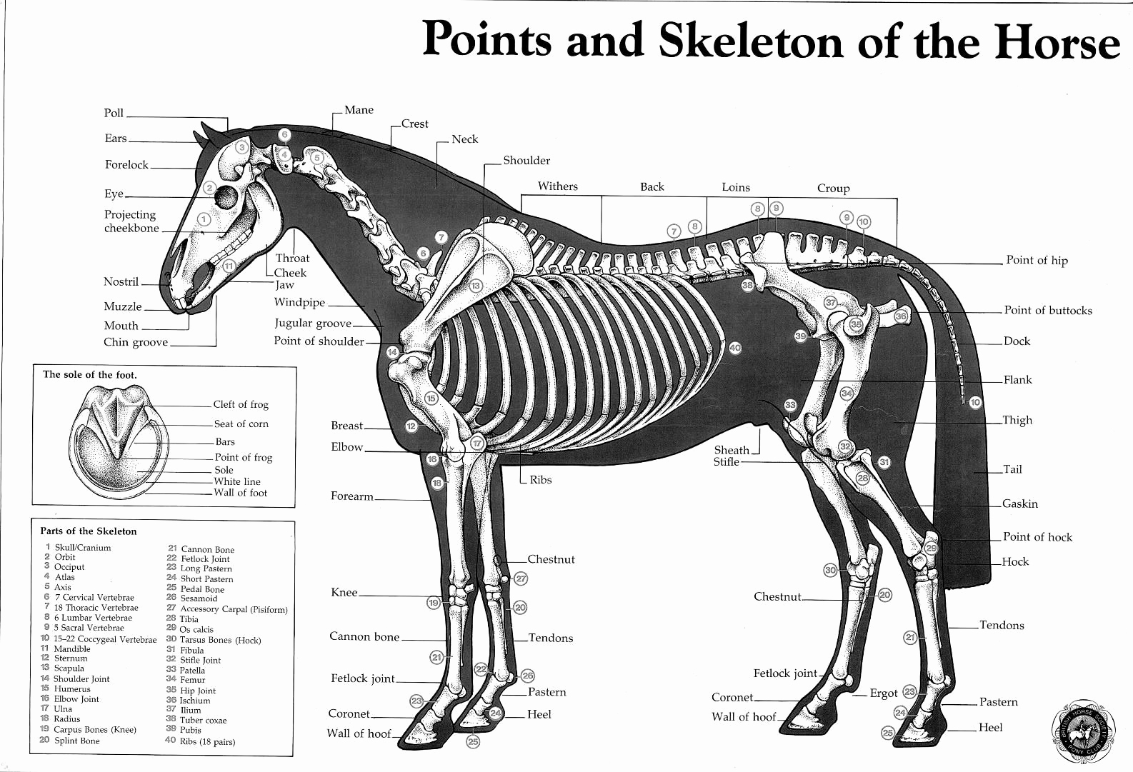 Printable Horse Anatomy Worksheets Unique Pin by Evelyn Dessler On 4h Trail Blazers