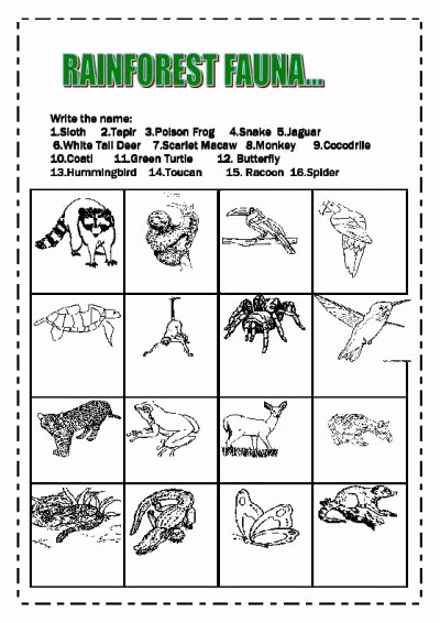 Rainforest Worksheets Free Awesome Free Printable Rainforest Worksheets