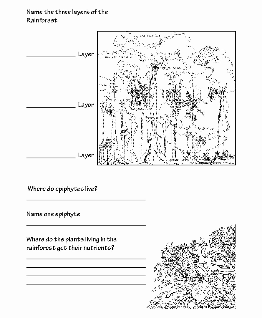 Rainforest Worksheets Free Best Of 6 Best Rainforest Printables for First Grade Printablee