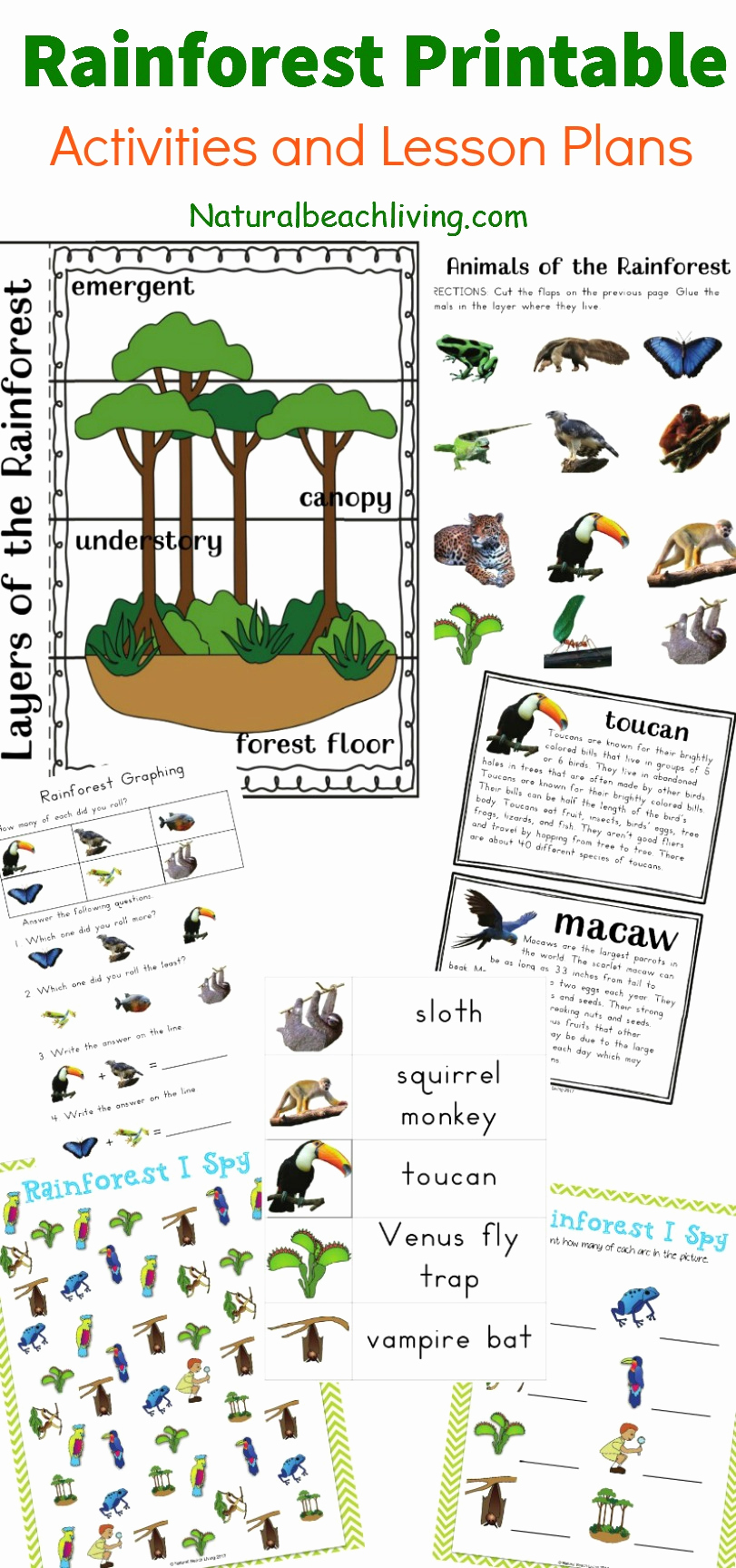 Rainforest Worksheets Free Elegant the Best Rainforest Printable Activities for Kids