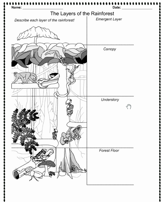 Rainforest Worksheets Free Fresh Free Rainforest Coloring Pages Free Coloring Pages