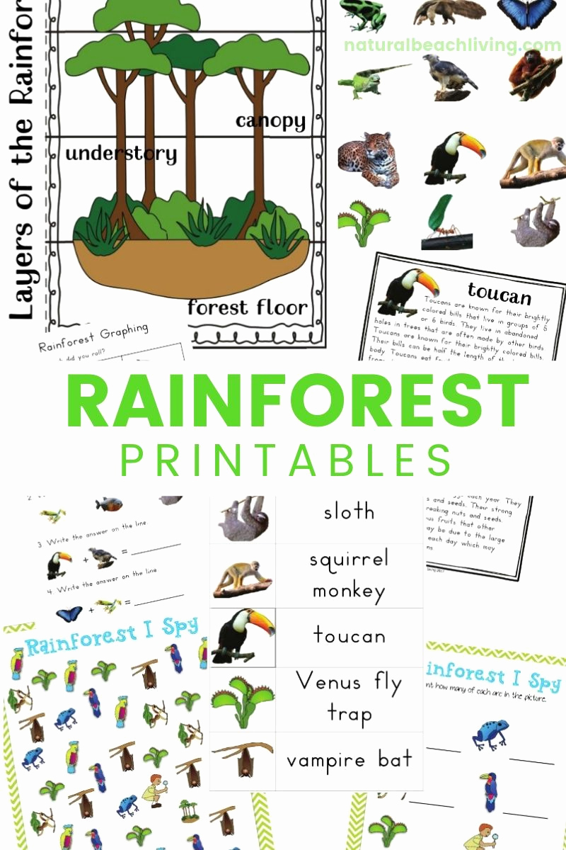 Rainforest Worksheets Free Fresh Rainforest Lesson Plans and Rainforest Activities for Kids