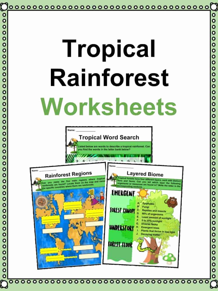 Rainforest Worksheets Free Fresh Tropical Rainforest Facts Worksheets Characteristics