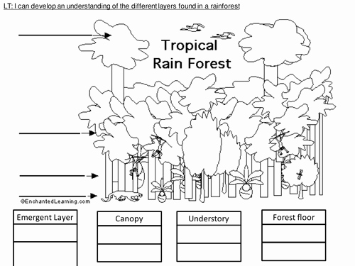 Rainforest Worksheets Free Inspirational 4 Way Differentiated Layers Of the Rainforest Worksheets