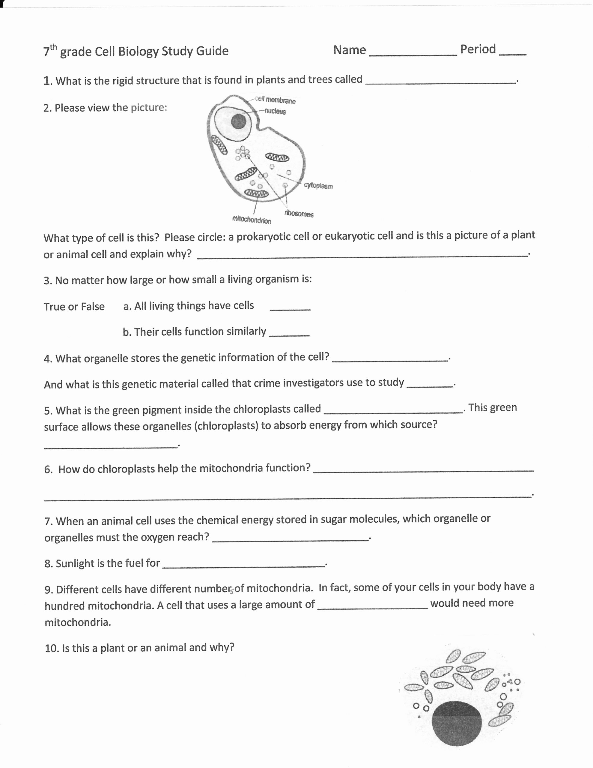 Science 7th Grade Worksheets Awesome 13 Best Of 7th Grade Life Science Worksheets Free