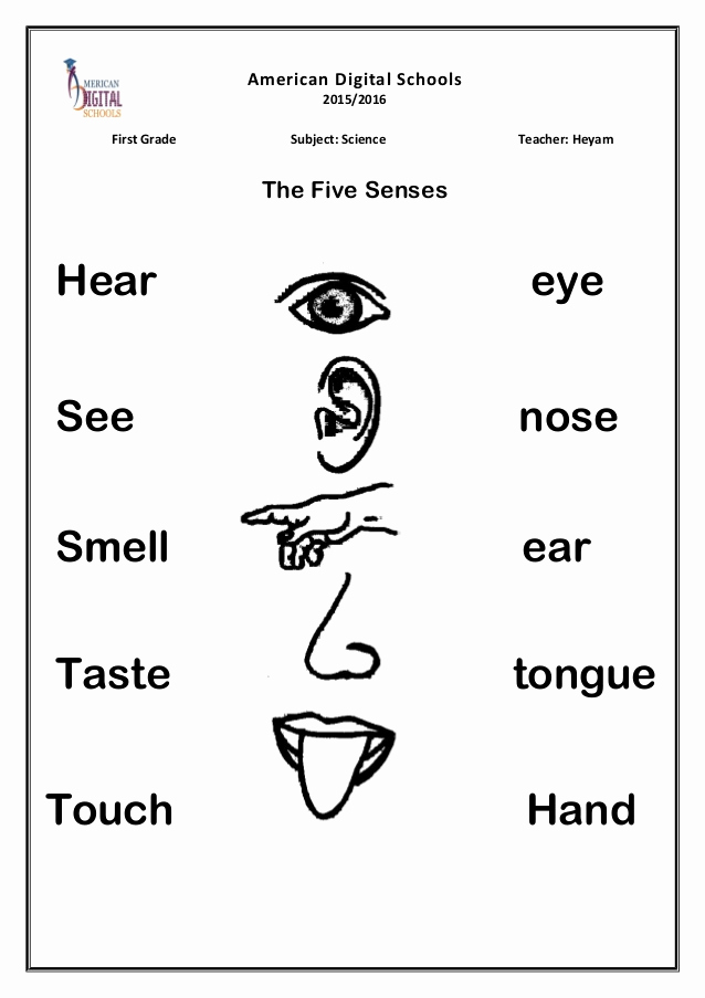 The Five Senses Worksheets Awesome Senses Worksheet